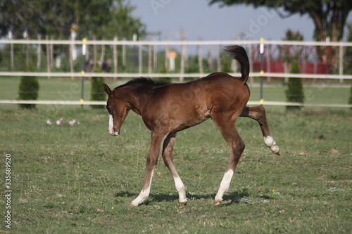 horse running in the field