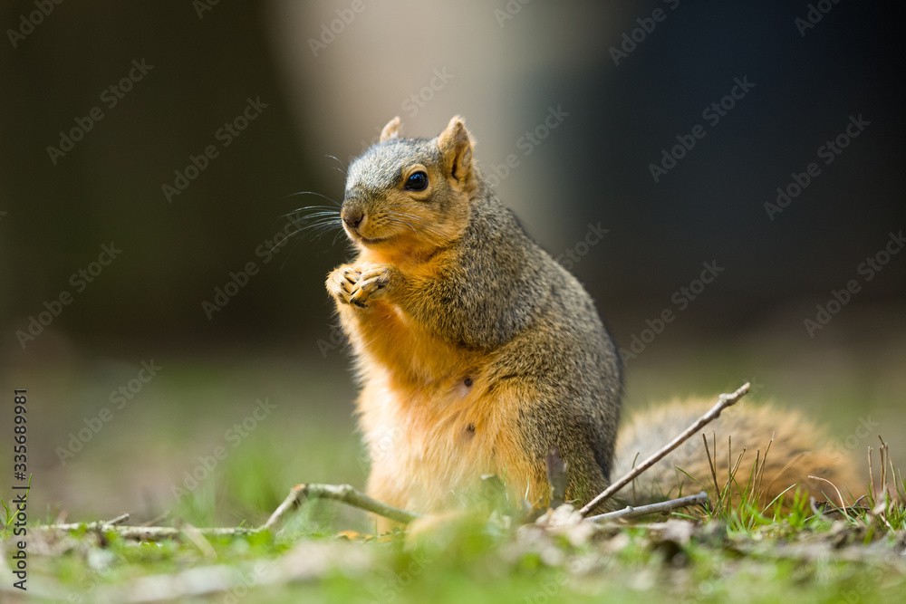 Fototapeta premium Fox Squirrel Sciurus Niger