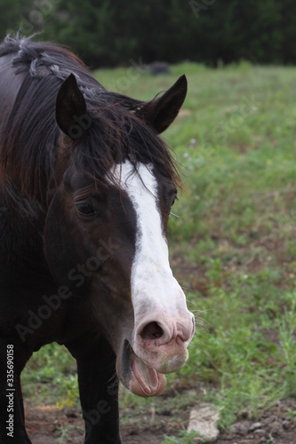 portrait of a horse © Mitzi