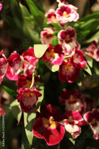 Orchid, flower, triple, Phalaenopsis, color, blooming, double stem, purple, white, pink, artificial, decorative, yellow, arrangement, butterfly, hanging flower, violet