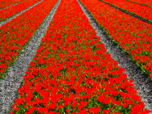 Field of red tulips in the Netherlands photo