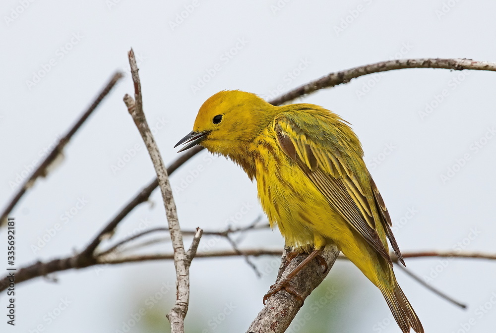 Obraz premium Yellow Warbler