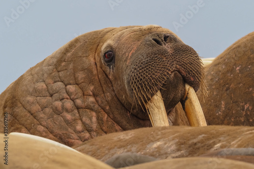 Walrus colony herd on the sand beach. Detail portrait of Walrus with big white tusk, Odobenus rosmarus, big animal in nature habitat on Svalbard, Norway.