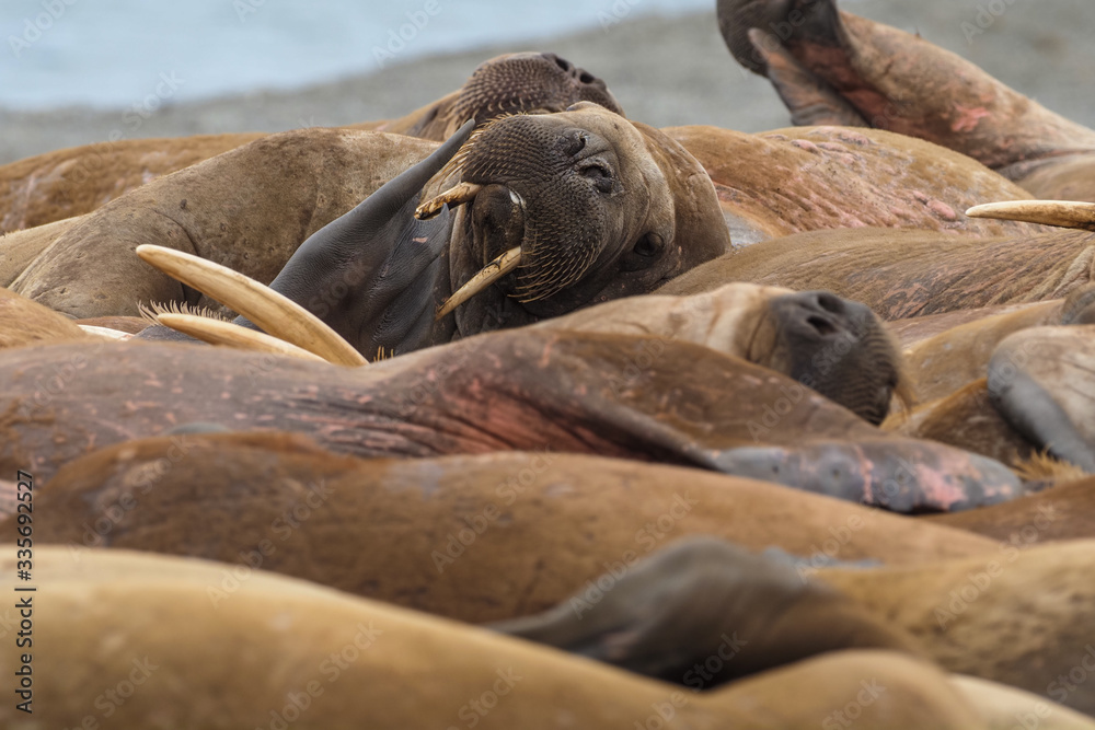 Walrus colony herd on the sand beach. Detail portrait of Walrus with big white tusk, Odobenus rosmarus, big animal in nature habitat on Svalbard, Norway. Walrus colony herd on the sand beach. Detail portrait of Walrus with big white tusk, Odobenus rosmarus, big animal in nature habitat on Svalbard, Norway.