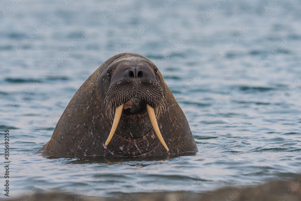 The walrus, Odobenus rosmarus, large flippered marine mammals in blue