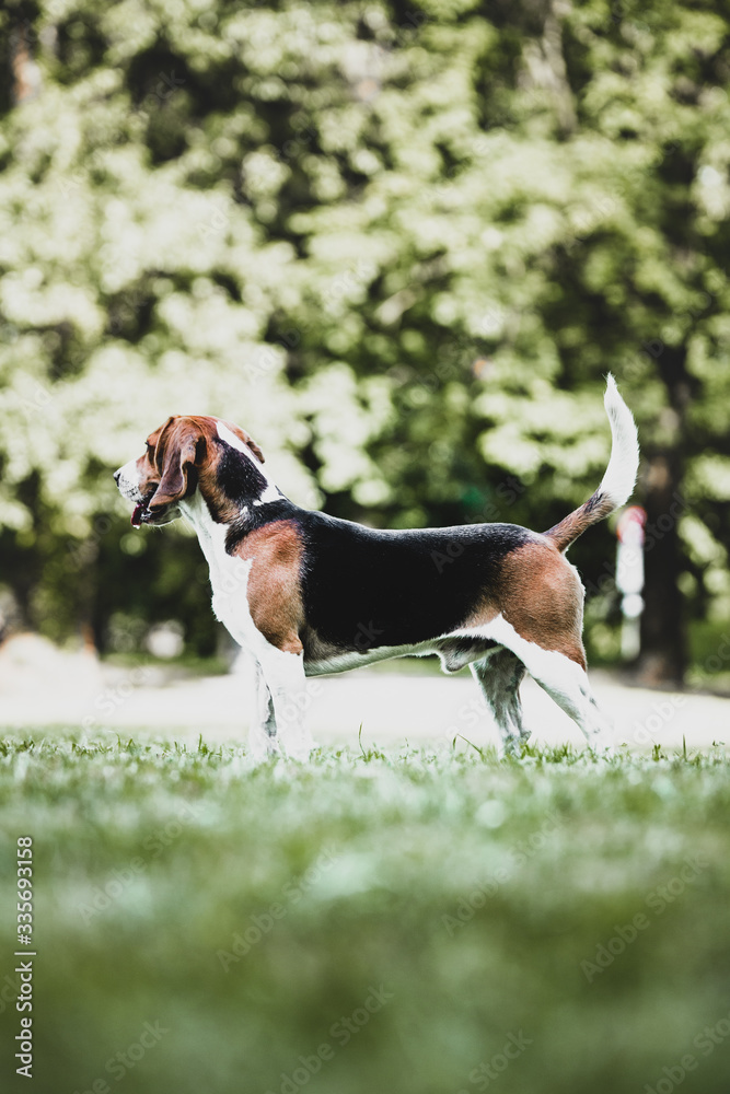 Beagle modelo Beagle modelo
