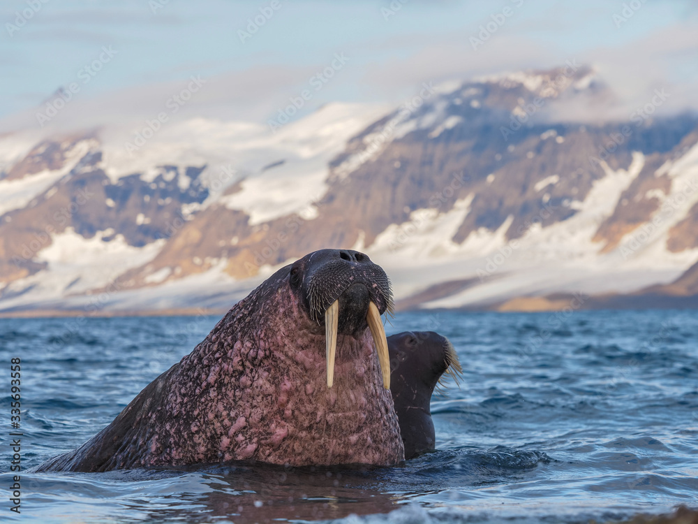 Fotka „The walrus, Odobenus rosmarus, large flippered marine mammals in