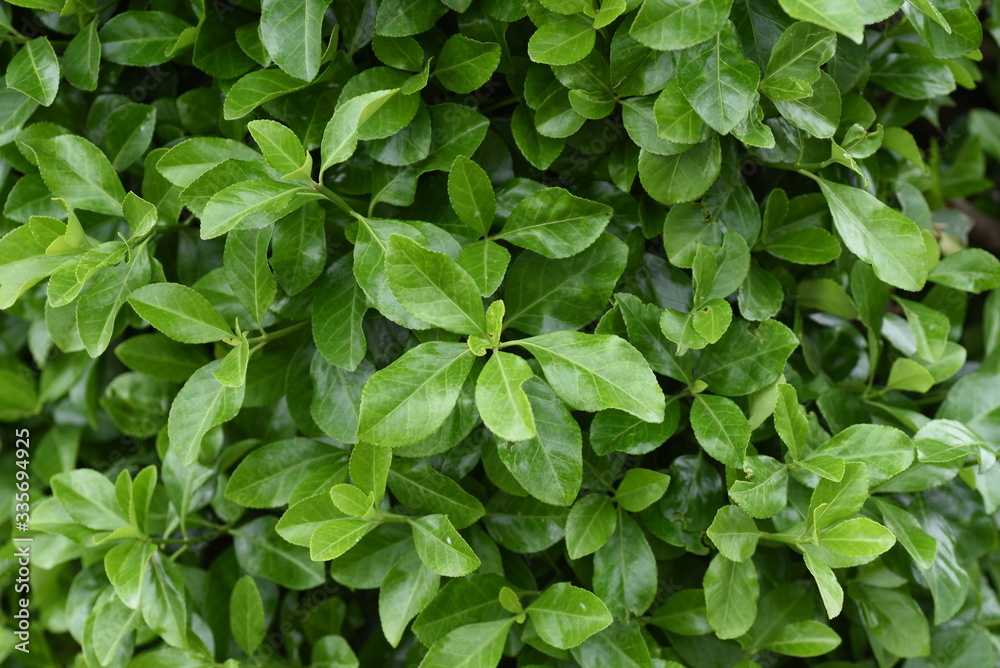 Japanese spindle tree (Euonymus japonica) / Celastraceae evergreen shrub. Japanese spindle tree (Euonymus japonica) / Celastraceae evergreen shrub.