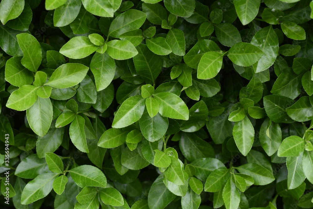 Japanese spindle tree (Euonymus japonica) / Celastraceae evergreen shrub.