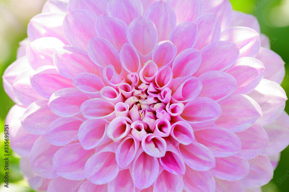 Japanese Dahlia