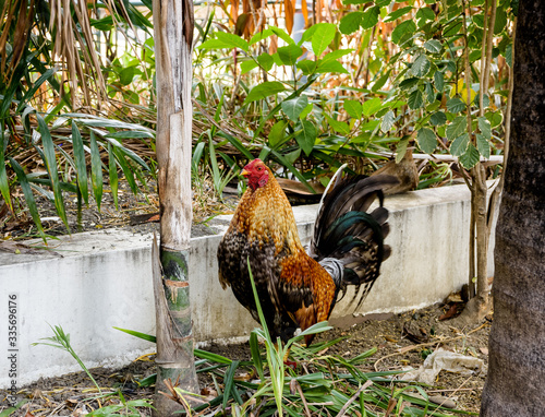 Foto Filipino fighting cock rooster.