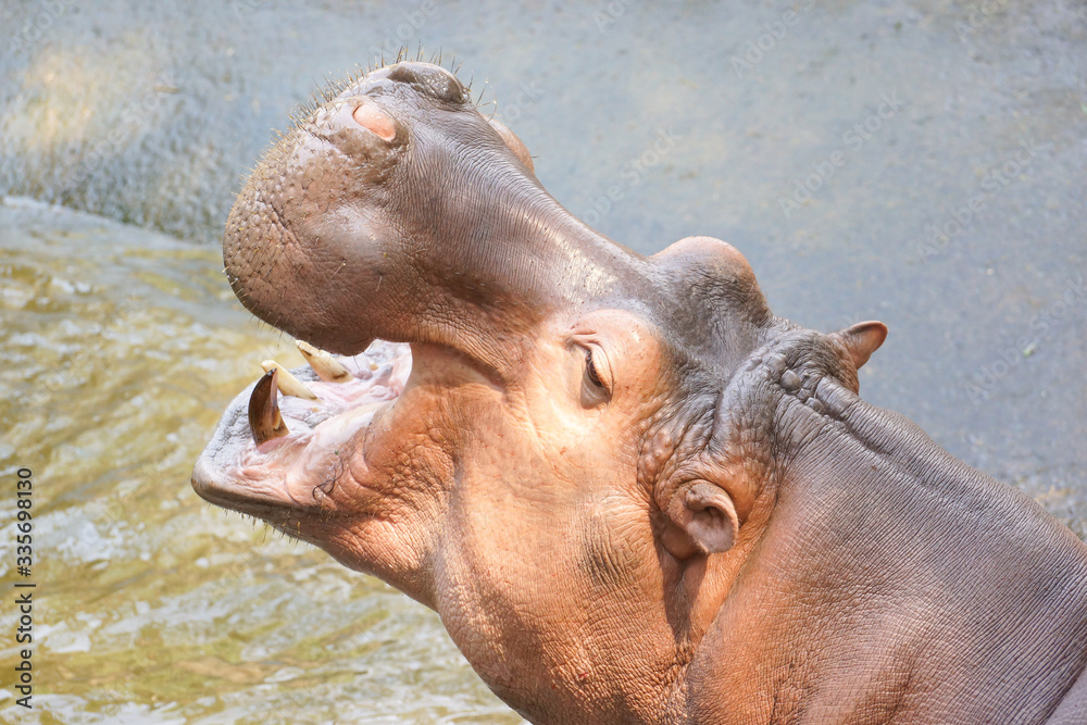 Closeup shot of hippopotamus opens its mouth Closeup shot of hippopotamus opens its mouth