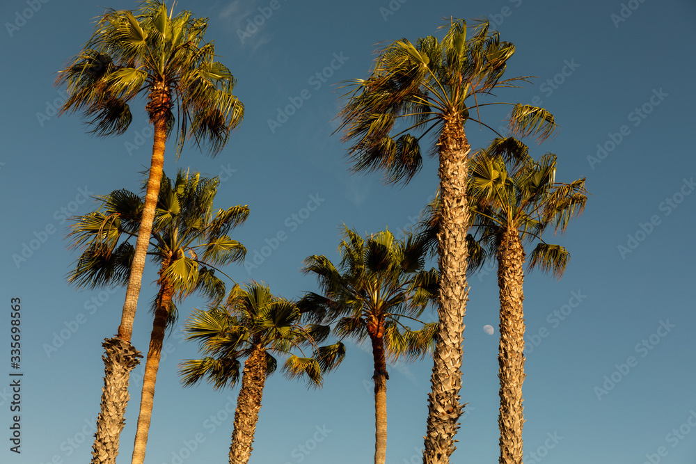 Obraz premium palm trees against blue sky