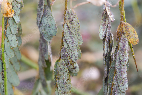 Pest - Aphis craccivora Koch destroying plants photo
