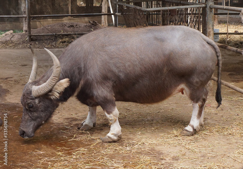 Dwarf buffalo / Buffalo born with abnormoality - short legs