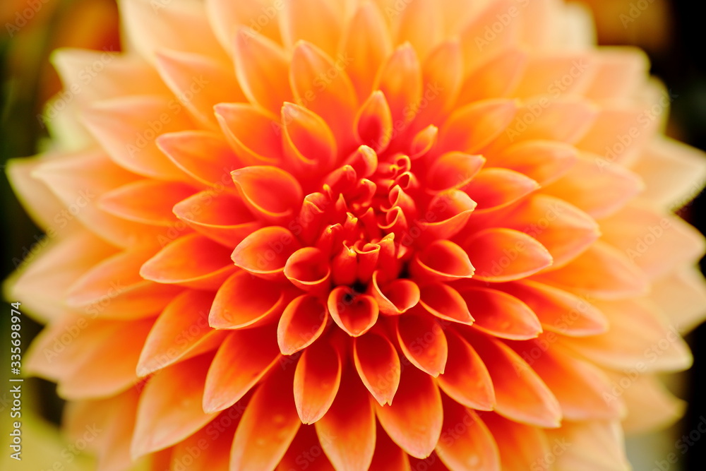 Japanese Dahlia Japanese Dahlia
