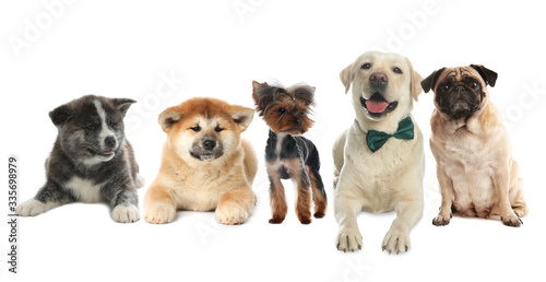 Group of different dogs on white background
