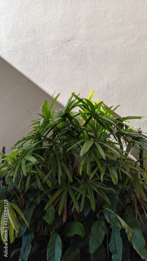 Obraz premium fresh herbs in a pot