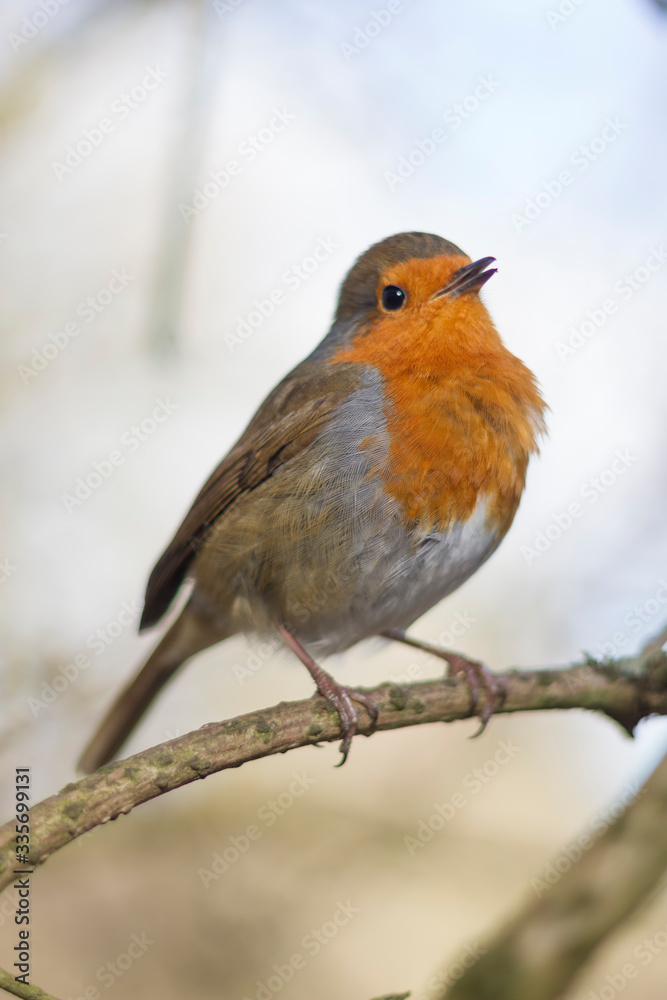 robin red breast