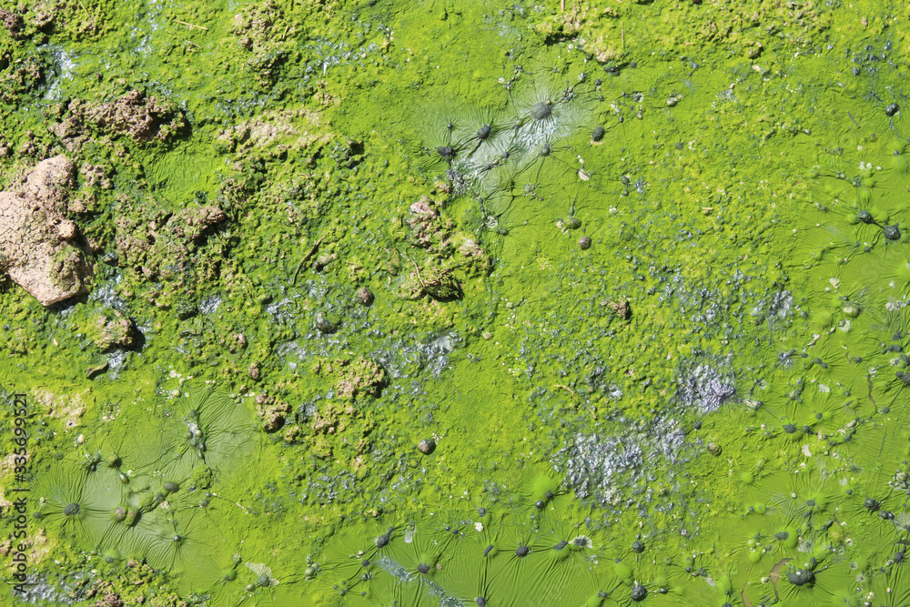 The texture of green mud