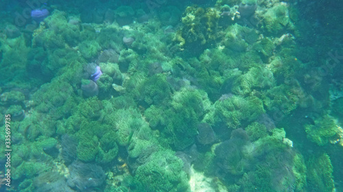 Green seaweed and sea anemones in deep sea