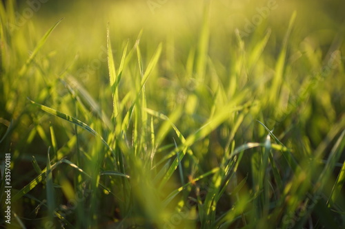 Fresh green grass grow in a sunny spring field