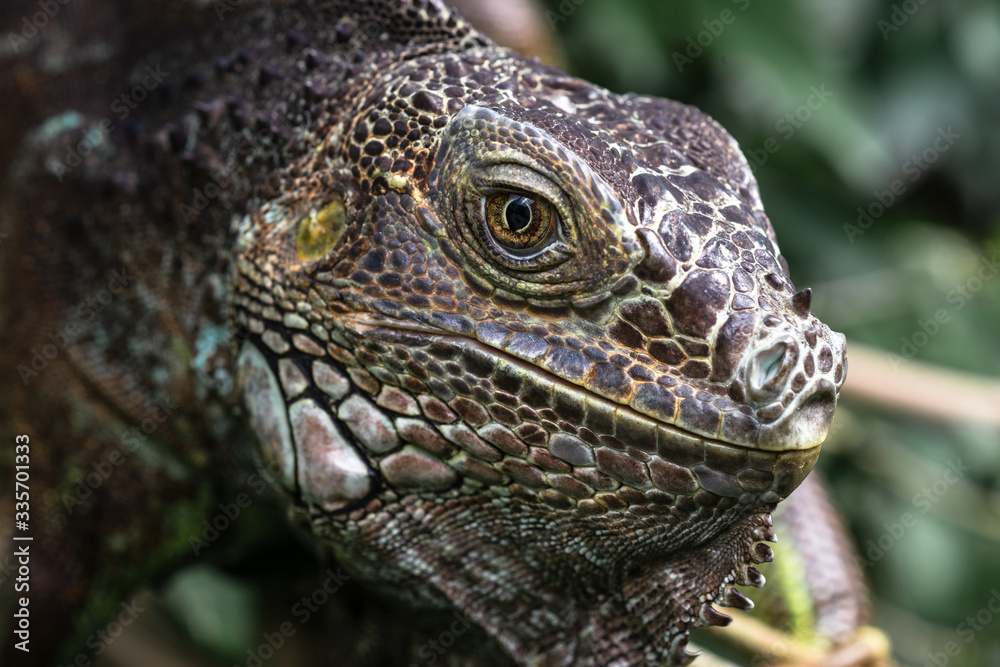 Iguana Iguana