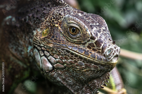 Iguana