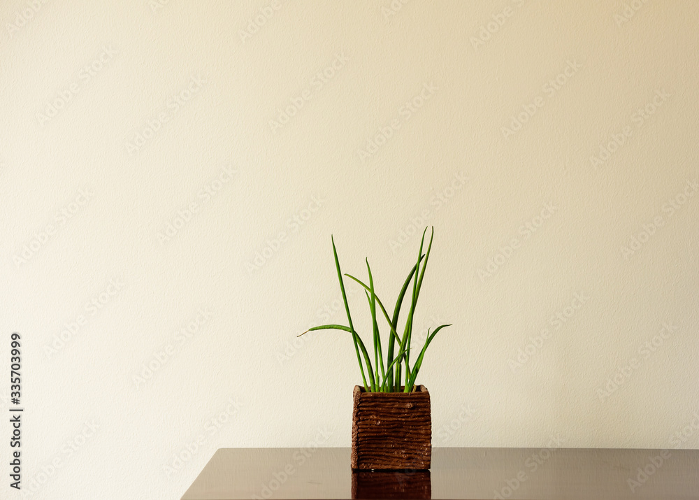 Pretty little plant isolated against an eggshell white background.