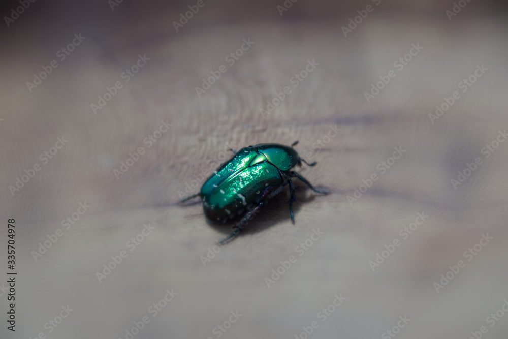 rose beetle on wooden background rose beetle on wooden background