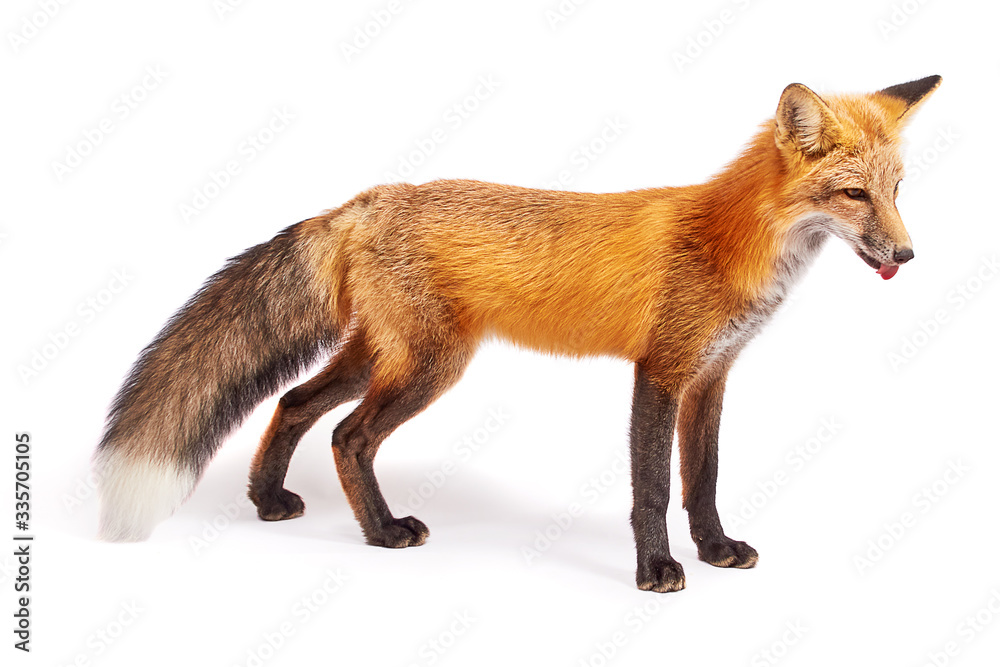 Fototapeta premium lis na białym tle