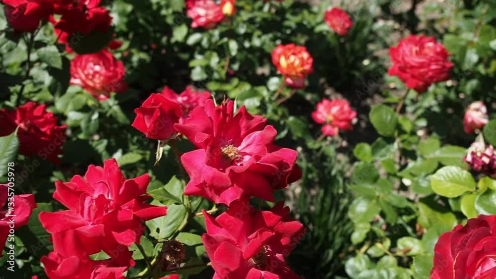 Bunch of beautiful blooming flowers of red rose (Floribunda Bunch of beautiful blooming flowers of red rose (Floribunda