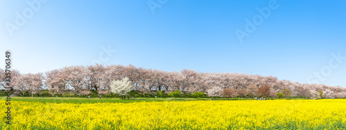 権現堂堤　満開の桜