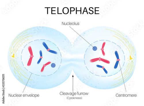 Terophase is the phase of the cell cycle