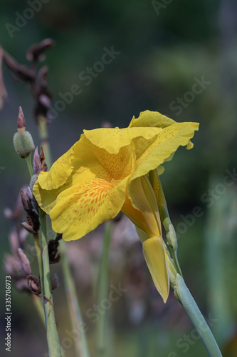 Close up yellow Canna  indica  flower or Edible canna flower in a garden. (family: cannaceae, class: liliopsida) photo