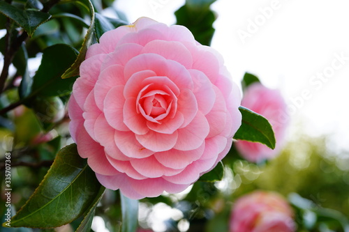 Obraz na płótnie 椿　つばき　八重　桃色　ピンク　花