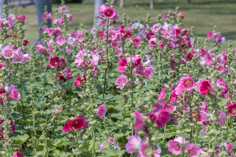 Pink Hollyhocks  flower in the garden.(Alcea rosea )Beautiful blooming pink flowers in green background.