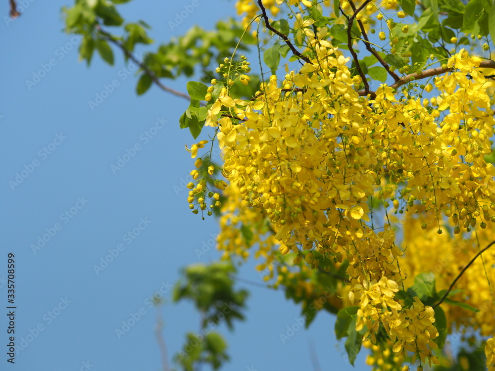 yellow color flowers Cassia fistula, Golden Shower Tree, Ratchaphruek full blooming beautiful in garden blurred of nature background yellow color flowers Cassia fistula, Golden Shower Tree, Ratchaphruek full blooming beautiful in garden blurred of nature background