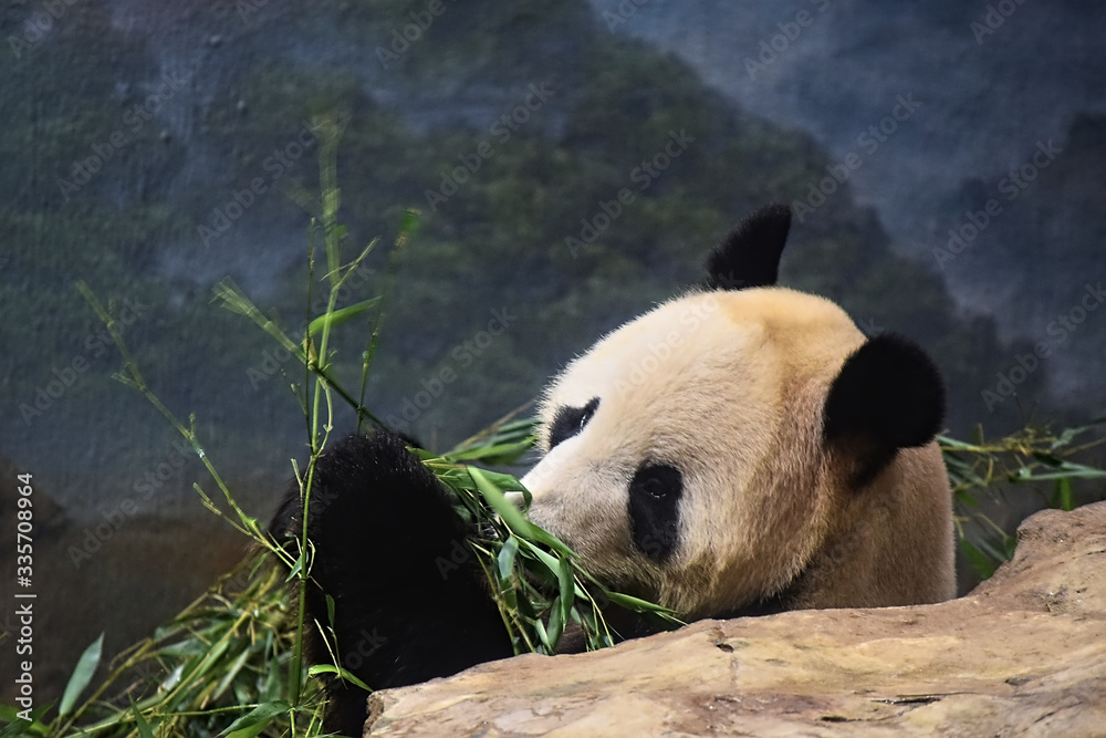 A Giant Panda chews on bamboo chutes while leaning against a rock in a zoo exhibit looking at people through glass window. A Giant Panda chews on bamboo chutes while leaning against a rock in a zoo exhibit looking at people through glass window.