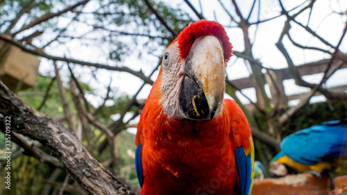 red and yellow macaw
