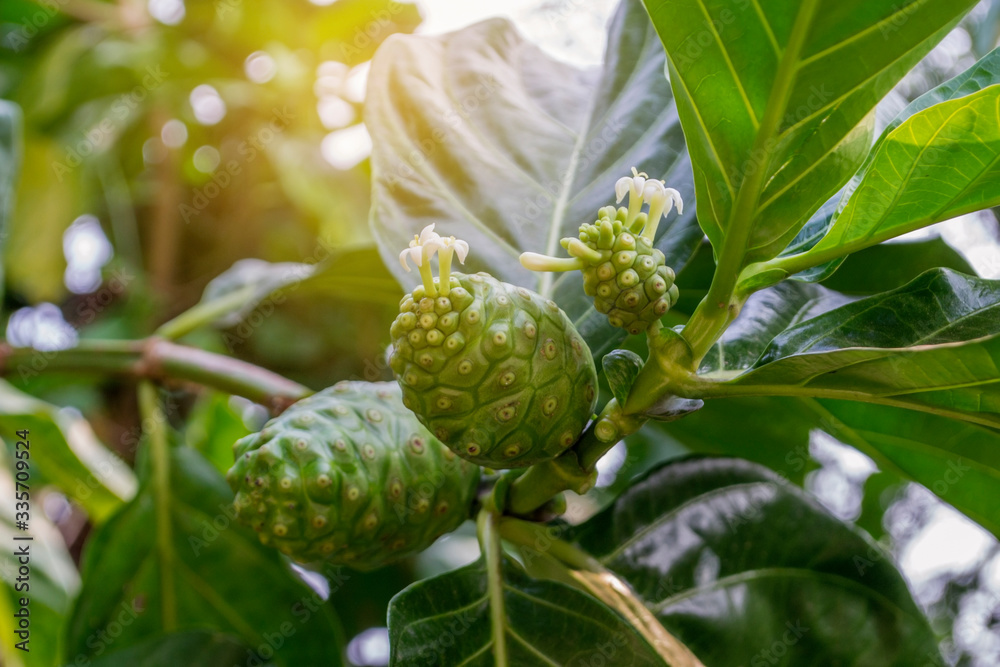 Noni or Morinda Citrifolia fruits and flowers of tropical tree. Noni or Morinda Citrifolia fruits and flowers of tropical tree.