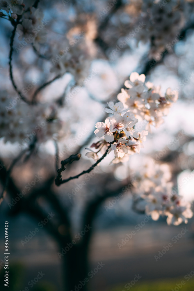 ひと束の桜 ひと束の桜
