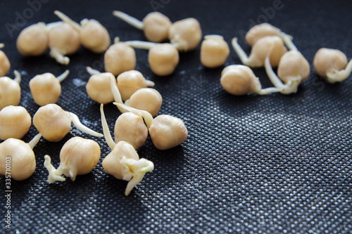 Sprouted chickpeas scattered on a black background