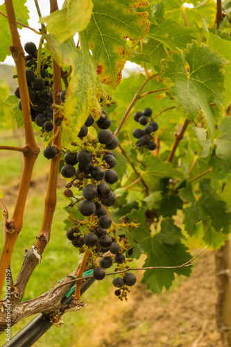 grapes in vineyard 