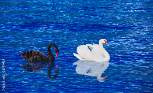 Fototapeta Naklejka Na Ścianę i Meble -  Black and White swan with reflection on water