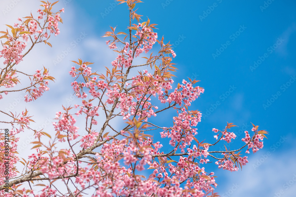 Pink blossoms on the branch with blue sky during spring blooming,.Branch with pink sakura blossoms, Chiang Mai, Thailand.Blooming cherry tree branches against a cloudy blue sky Himalayan blossom