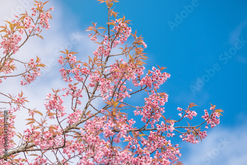 Pink blossoms on the branch with blue sky during spring blooming,.Branch with pink sakura blossoms, Chiang Mai, Thailand.Blooming cherry tree branches against a cloudy blue sky Himalayan blossom