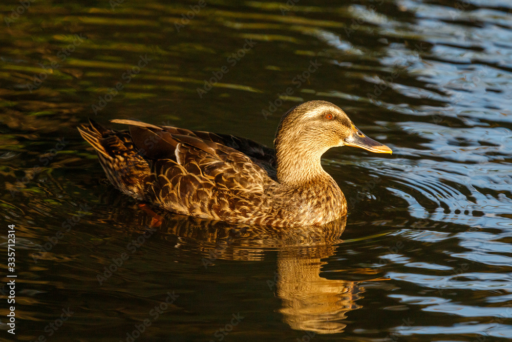 Mallard Duck Mallard Duck