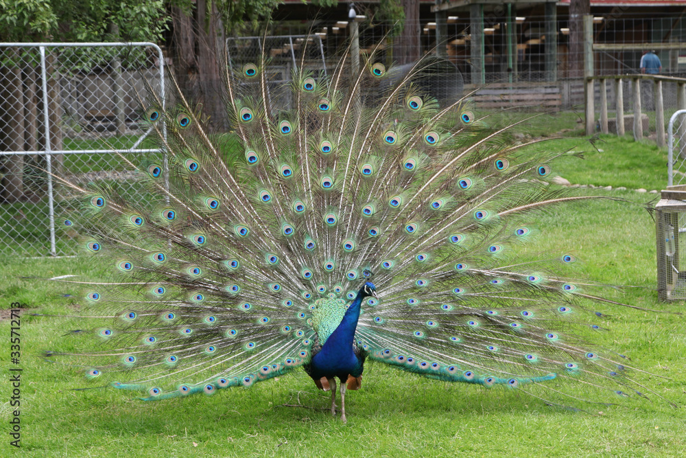 Obraz premium peacock with feathers 