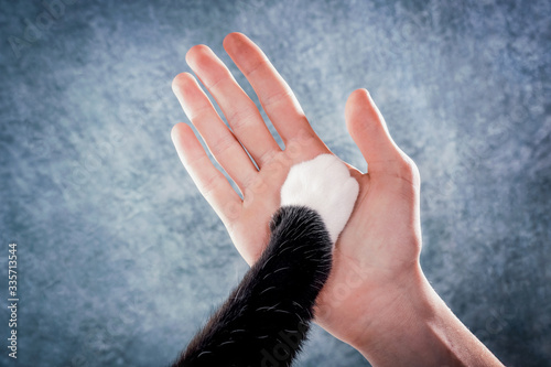 Person's hand and a cat's paw together